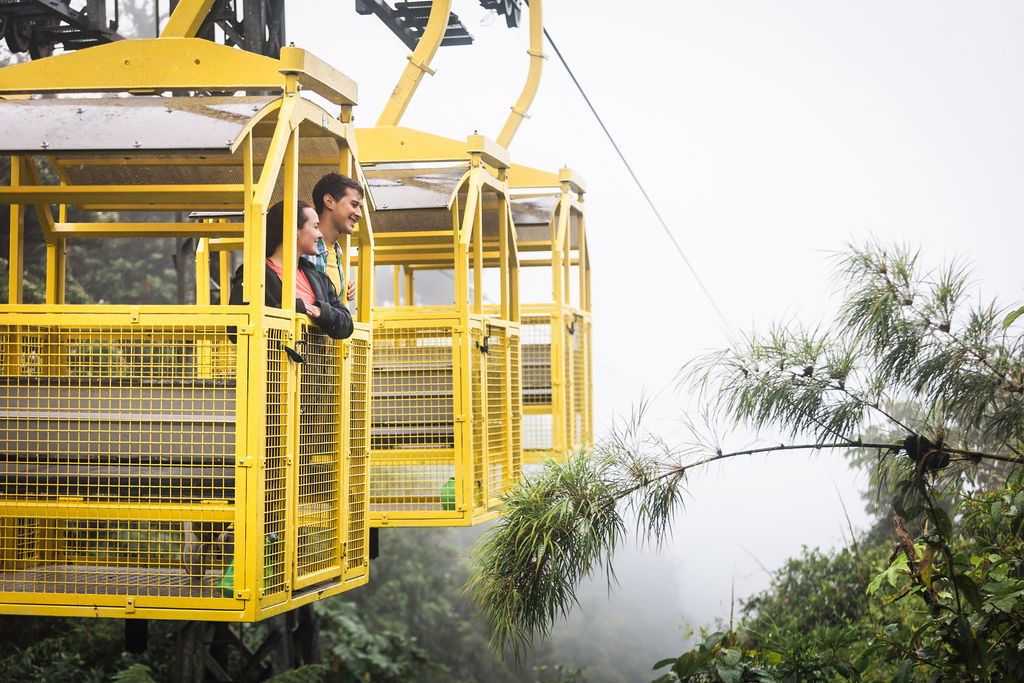 TreeTram