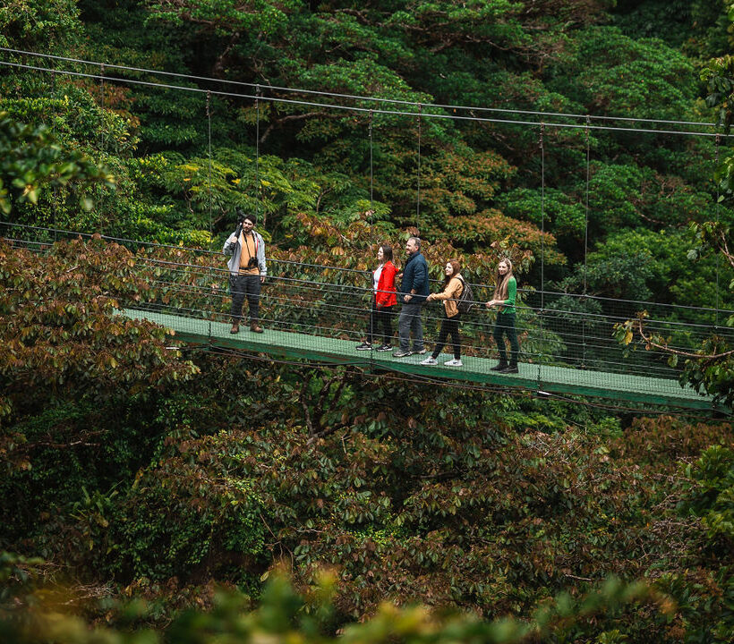 Treetopia Sky Walk